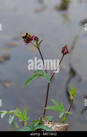 Marsh Cinquefoil (Potentilla palustris) in the flower with a bumblebee Stock Photo