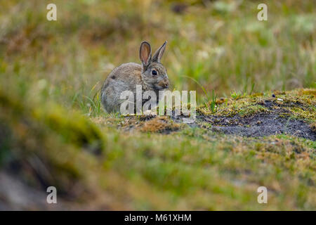 Wild European Rabbit (Oryctolagus cuniculus) in the dunes Stock Photo