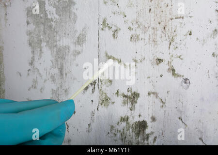 Close-up Of Person's Hand Holding Cotton Bud To Get Fungus Samples From Wall Stock Photo