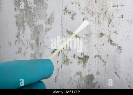 Close-up Of Person's Hand Holding Cotton Bud To Get Fungus Samples From Wall Stock Photo