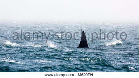 Male Orca / Killer whale (Orcinus orca) with a curved dorsal fin, and ...