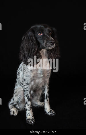 Beautiful female spaniel is sitting on black background Stock Photo