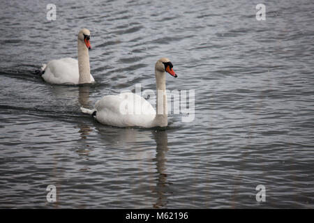 Mute swan, Knölsvan (Cygnus olor) Stock Photo