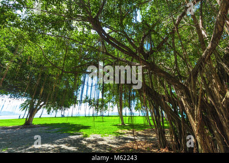 PORT DOUGLAS, AUSTRALIA - 27 MARCH 2016. Rex Smeal Park in Port Douglas with tropical trees and beach, Australia Stock Photo