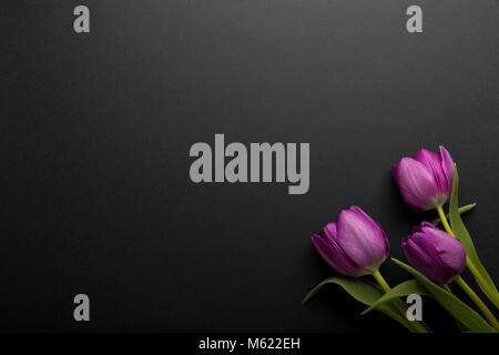 Colorful spring tulips flowers on black background. Top view with copy space. Three pink tulips isolated on black Stock Photo