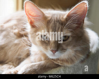 Somali breed cat. Fawn kitten, pedigree, long hair breed. Four months old. Stock Photo