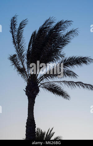 palm trees silhouetted against a colourful sunset in Sitges, southern Spain Stock Photo