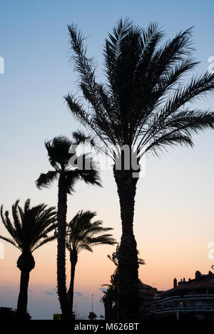 palm trees silhouetted against a colourful sunset in Sitges, southern Spain Stock Photo