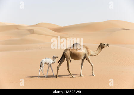 Proud Arabian dromedary camel mother walking with her white colored baby in the desert Abu Dhabi, UAE. Stock Photo