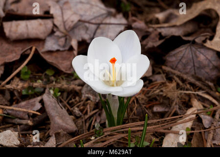 Snow crocus flower (Crocus chrysanthus) - USA Stock Photo