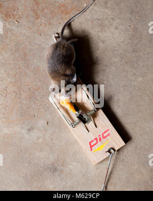 Dead common house mouse (Mus musculus) caught in mousetrap - USA Stock Photo