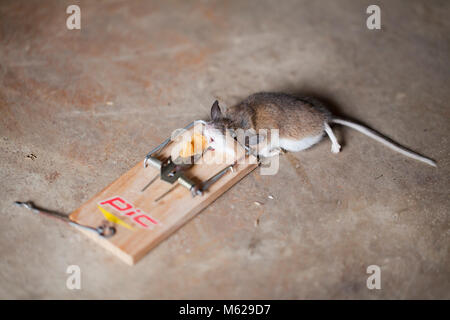 Dead common house mouse (Mus musculus) caught in mousetrap - USA Stock Photo