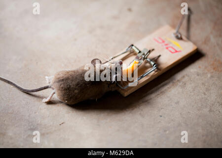Dead common house mouse (Mus musculus) caught in mousetrap - USA Stock Photo
