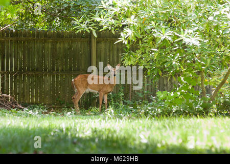 White-tailed deer (Odocoileus virginianus) near house fence - Virginia USA Stock Photo