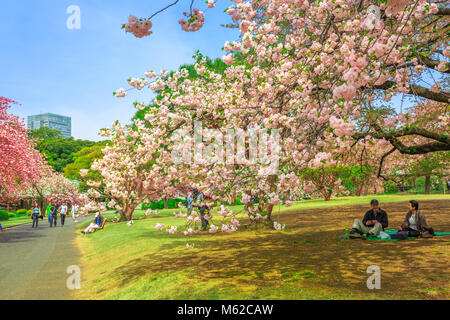 Tokyo, Japan - April 17, 2017: senior couple people relaxing under blossoming cherry tree in Shinjuku Gyoen Garden. Shinjuku Gyoen is the best places in Tokyo to see cherry blossoms. Spring season. Stock Photo