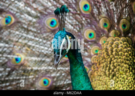 Portrait of beautiful peacock with feathers out Stock Photo