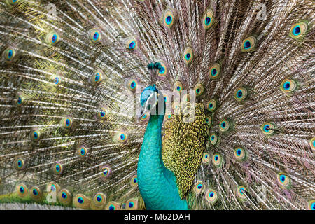 Portrait of beautiful peacock with feathers out Stock Photo