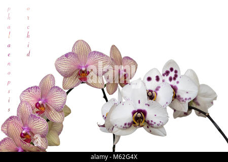 Phalaenopsis orchid flowers in different colors, isolated on white background. With the text, Phalaenopsis Orchid on the left hand side. Stock Photo