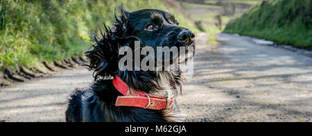 A horizontal panoramic portrait of a sharply rendered black windswept pedigree Sprocker Spaniel dog. The picture is taken on a farm track in winter. Stock Photo