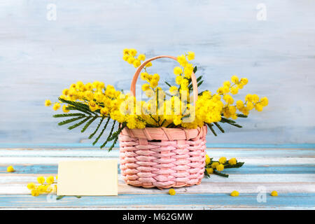 Branch of mimosa in basket on blue rustic background. Stock Photo