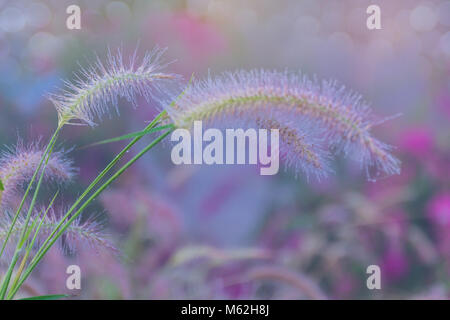 Soft focus colorful of desho grass, desho, Pennisetum, Brachiaria mutica, Para Grass, Mauritius Grass, Poaceae, flower with dew and fog in the morning Stock Photo
