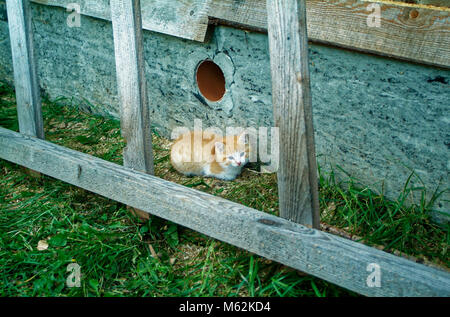 white and ginger kittens play about rural home, Russia Stock Photo