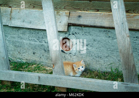 white and ginger kittens play about rural home, Russia Stock Photo