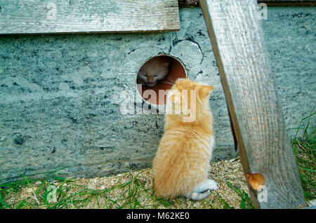 white and ginger kittens play about rural home, Russia Stock Photo