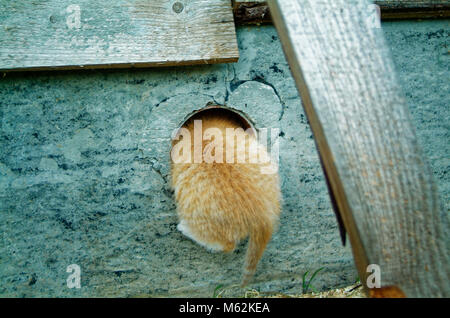white and ginger kittens play about rural home, Russia Stock Photo