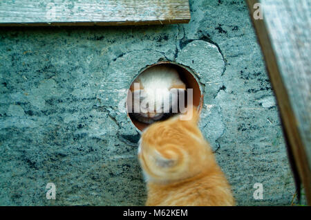 white and ginger kittens play about rural home, Russia Stock Photo