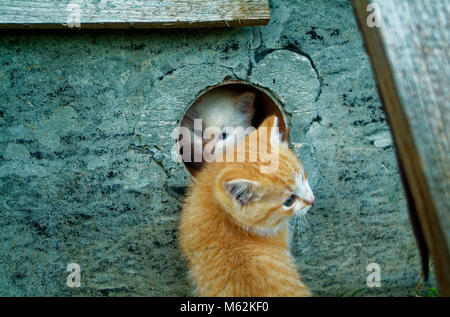 white and ginger kittens play about rural home, Russia Stock Photo