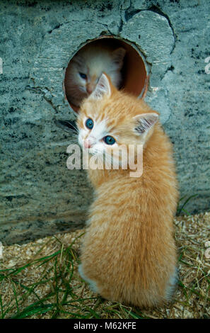 white and ginger kittens play about rural home, Russia Stock Photo