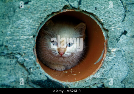white and ginger kittens play about rural home, Russia Stock Photo
