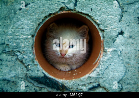 white and ginger kittens play about rural home, Russia Stock Photo