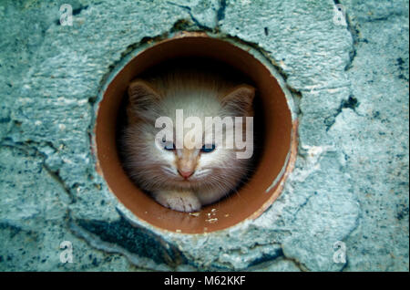 white and ginger kittens play about rural home, Russia Stock Photo