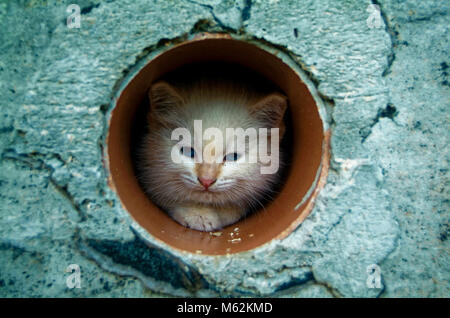 white and ginger kittens play about rural home, Russia Stock Photo