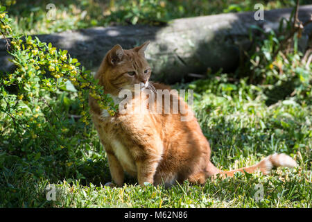 A male cat in garden, looking intensive to his right side as he´s seen something Stock Photo