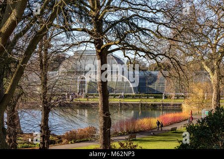 A couple walk along The Palm House Pond  with a glorious display of red  stemmed Cornus  in front of The Palm House at Kew Gardens in Winter with Stock Photo