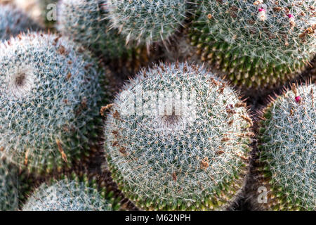 close up of  Mammillaria Varieaculeata cactus Stock Photo