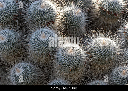 close up of twin Mammillaria geminispina or twin spined cactus Stock Photo