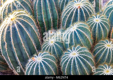 close up of Parodia magnifica or ball cactus Stock Photo