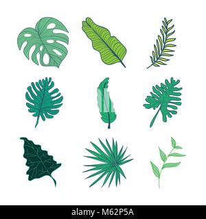 Various Type of Tropical Leaves Hand Drawn Illustration Asset Set Stock Vector
