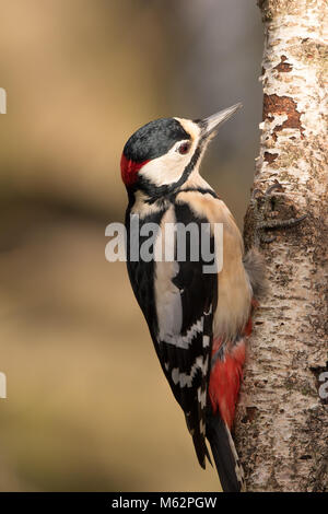 Close up of male, juvenile great spotted woodpecker (Dendrocopos major) clinging to side of tree trunk. Rear, side view showing red nape of neck. Stock Photo