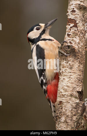 Close side view of wild UK great spotted woodpecker bird (Dendrocopos major) isolated in winter on silver birch tree trunk. UK woodpeckers in detail. Stock Photo