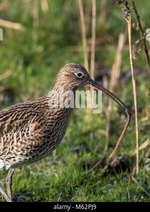 Side view close up of wild UK Eurasian curlew bird (Numenius arquata) isolated outdoors in winter feeding: long wriggly earthworm in its beak. Stock Photo