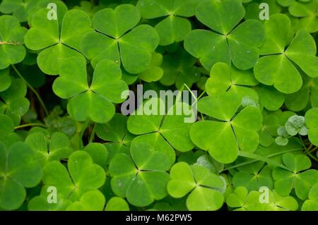 Klee Stock Photo