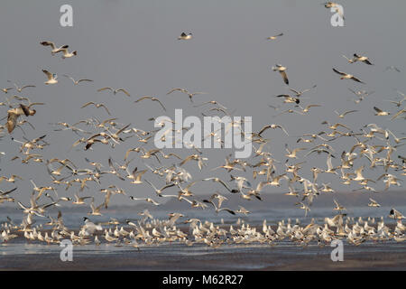 flock of migratory birds including terns and gulls flying on the beach at Alibaug, Konkan, Maharashtra, India