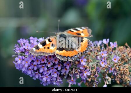 Butterfly Resting On Flowers Stock Photo