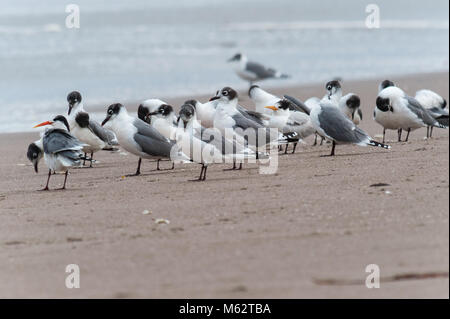 The royal tern (Thalasseus maximus) is a tern in the family Laridae. This bird has two distinctive subspecies: T. m. maximus which lives on the Atlant Stock Photo