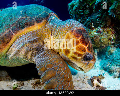 Turtle Shell Conk Loggerhead Turtle eating Conch Shell on sand with coral and blue water ...